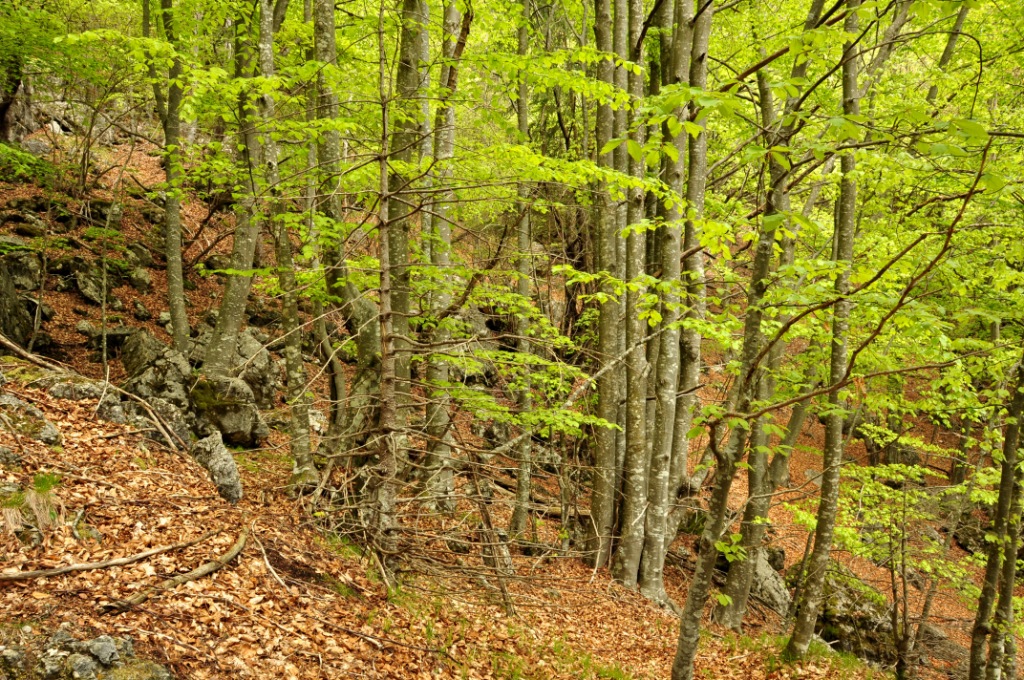 Parco delle Dolomiti Bellunesi